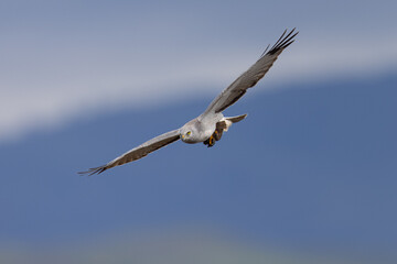 Extremely close view of a male  hen harrier (Northern harrier)  flying with a prey in his talon, seen in the wild in North California
