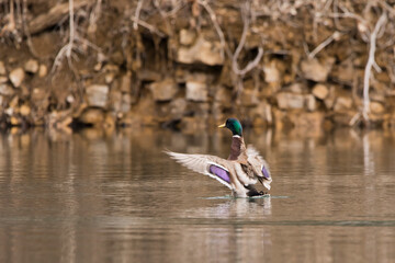 Mallard duck with wings outstretched in water
