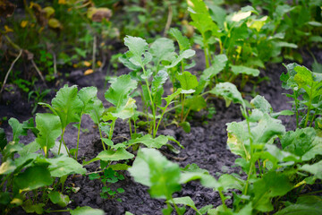 Lettuce (Lactuca sativa), a plant in the garden