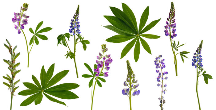 Many stems of lupine flowers and leaves and pods on white background