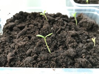 
small green sprout growing on the window