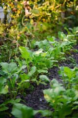 Lettuce (Lactuca sativa), a plant in the garden