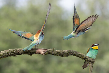 Inside the colony, the European bee eaters (Merops apiaster) 