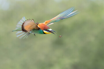 Awesome portrait of European bee eater at hunt (Merops apiaster)