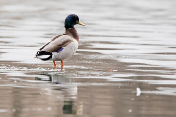 Male mallard duck standing in the water