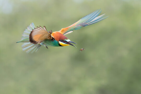 Awesome portrait of European bee eater at hunt (Merops apiaster)
