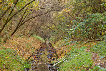 Leśny strumyk © Andrzej