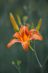 garden flowers on a green background