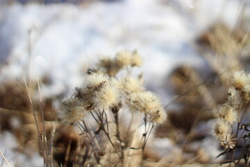 Dry frozen flowers close-up on autumn winter meadow against white snow and yellow grass