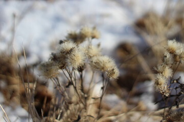 Dry frozen flowers close-up on autumn winter meadow against white snow and yellow grass