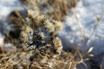 Dry frozen flowers close-up on autumn winter meadow against white snow and yellow grass