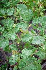 Kale (Latin Brassica oleracea var.sabellica) in the garden