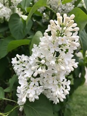 blooming white lilac on a green bush
