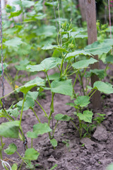 cucumber plant in the garden