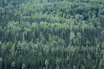 Uniform thin trees in Alaska