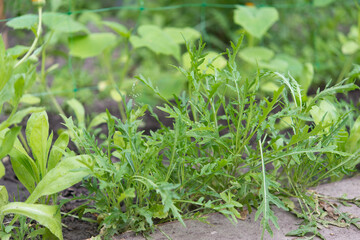 Rucola (Arugula) , plant in the garden
