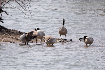 group of geese on the lake