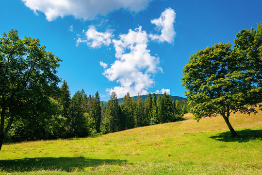 fir forest on the green grassy meadow. beautiful mountain landscape in summertime. good sunny weather with fluffy clouds on the sky at noon. carpathian countryside in mid summer