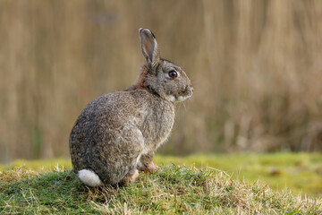 Wild Rabbit (Oryctolagus cuniculus) sitting in a field in the spring sunshine in the UK countryside
