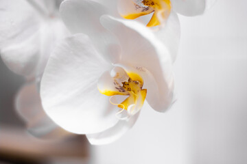 Orchidea Bianca