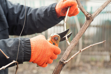 Gardener is pruning branches with pruning shears. Spring plant pruning. Spring gardening work