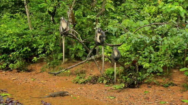 Perentie Lizard slithering under tree watched by Thomas's langur monkeys above it, in Sumatra, Indonesia - Wide shot
