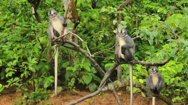 Group of Thomas's langur (Presbytis thomasi) monkeys perched on top of tree branches in Sumatra, Indonesia - Medium shot