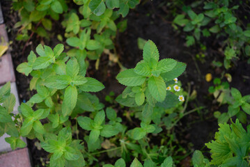 Mint, a plant in the garden