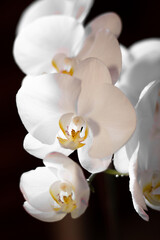 Naklejka na ściany i meble Orchidea Bianca