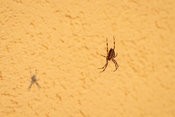 Kreuzspinne (Araneus), Radnetzspinne, kopfüber vor gelbem Hintergrund auf Netz