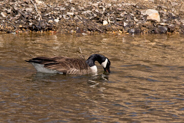 Goose with beak in the water hunting
