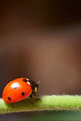 A macro of red ladybug on plant, Coccinella septempunctata. © ramona georgescu