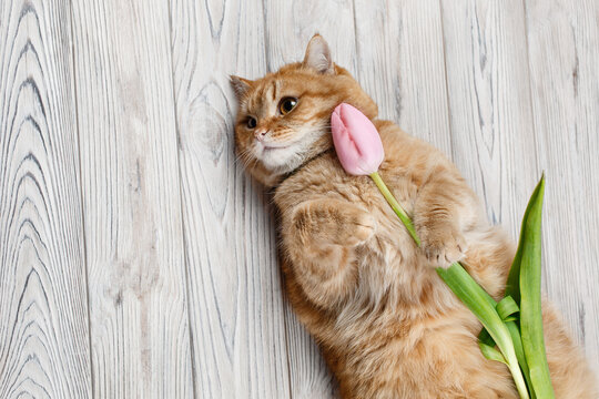 funny red cat hold a pink flower in paw close up. cute fluffy domestic kitten with bright tulip postcard. orange pet with gift surprise on wooden board background. 