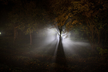 strange light in a dark forest at night. Silhouette of person standing in the dark forest with...