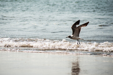 Gaviotas en el Pacífico.