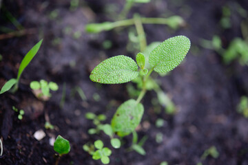 Sage officinalis (Salvia officinalis) - stages of growth