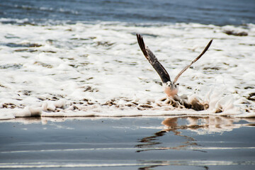 Gaviotas en el Pacífico.
