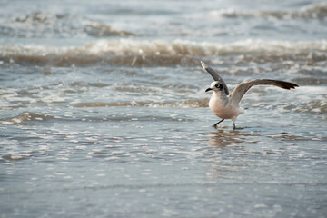 Gaviotas en el Pacífico.