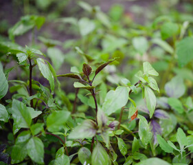 Basil, plant in the garden