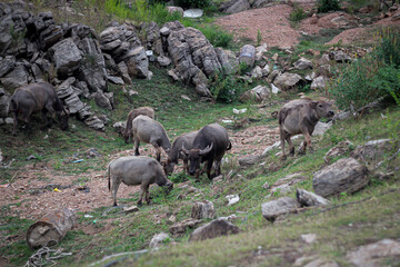 Herd of raised buffalo was eating grass.