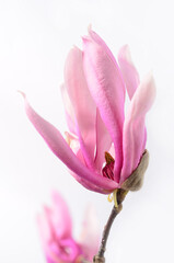 Magnolia flowers on a branch. White background