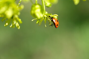A ladybug sits on a bud. Sunny day.