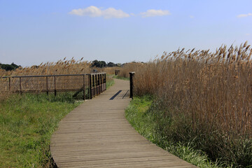 chemin dans les marais