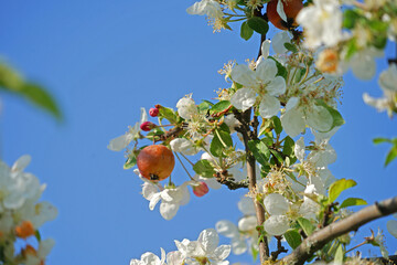 Herbst und Frühling an einem Apfelbaum