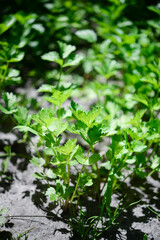 Celery (Apium graveolens) - leaves in the garden
