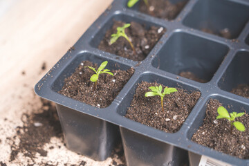 marigold seedlings cultivation and dipping, the process of marigold dipping