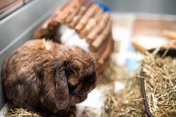 Close up of a domestic lop eared rabbit in a cage. With intentional selective focus, shallow depth...