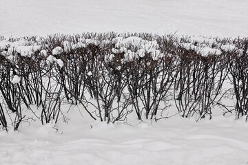 trimmed decorative shrub closeup and under snow in the park for the winter landscape