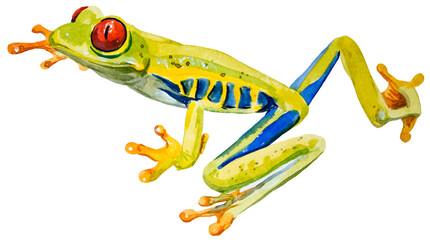watercolor drawing of frog