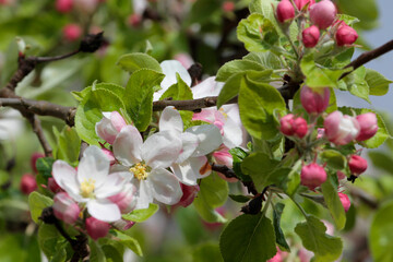Apfelblüte im Frühling, Südtirol, Italien, Europa